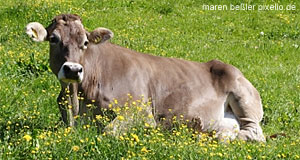 Cown in the mountains near Bezau in the Bregenzerwald, Vorarlberg