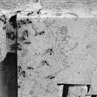 Ants crawling up and down a late 18th century grave in St. Marx.