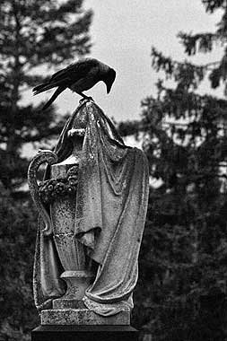 A raven has landed on a tomb in Hietzing. This cemetery includes graves of Gustav Klimt, Otto Wagner and Franz Grillparzer.
