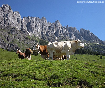 These cows in Tyrol have decided to relax