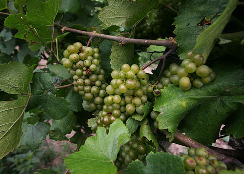 Grapes on a vinyard just outside of Vienna