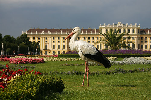 A stork has landed in front of Sch&ouml;nbrunn Palace