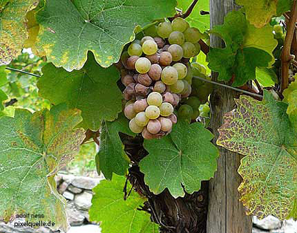 Grapes in the Wachau region, another UNESCO World Cultural Heritage Site